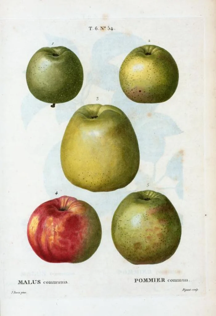 An illustration from Nouveau Duhamel, 1801, leaf 402
