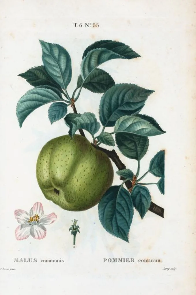 An illustration from Nouveau Duhamel, 1801, leaf 403