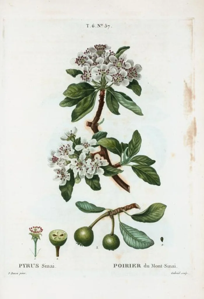 An illustration from Nouveau Duhamel, 1801, leaf 405