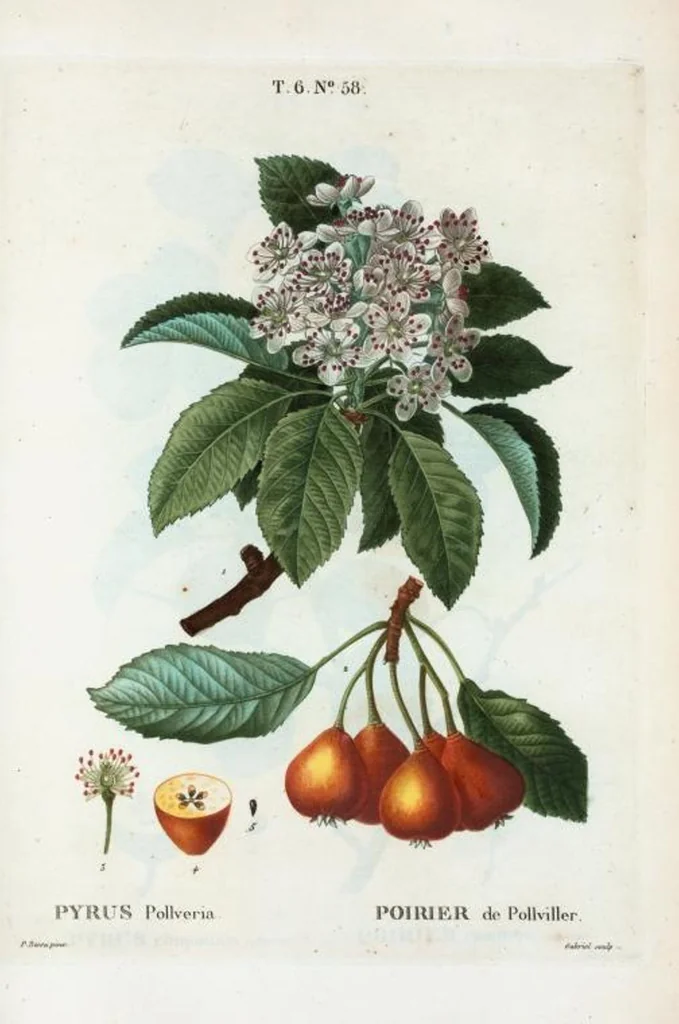 An illustration from Nouveau Duhamel, 1801, leaf 406