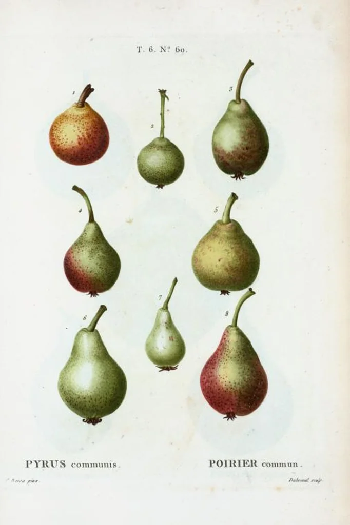 An illustration from Nouveau Duhamel, 1801, leaf 408