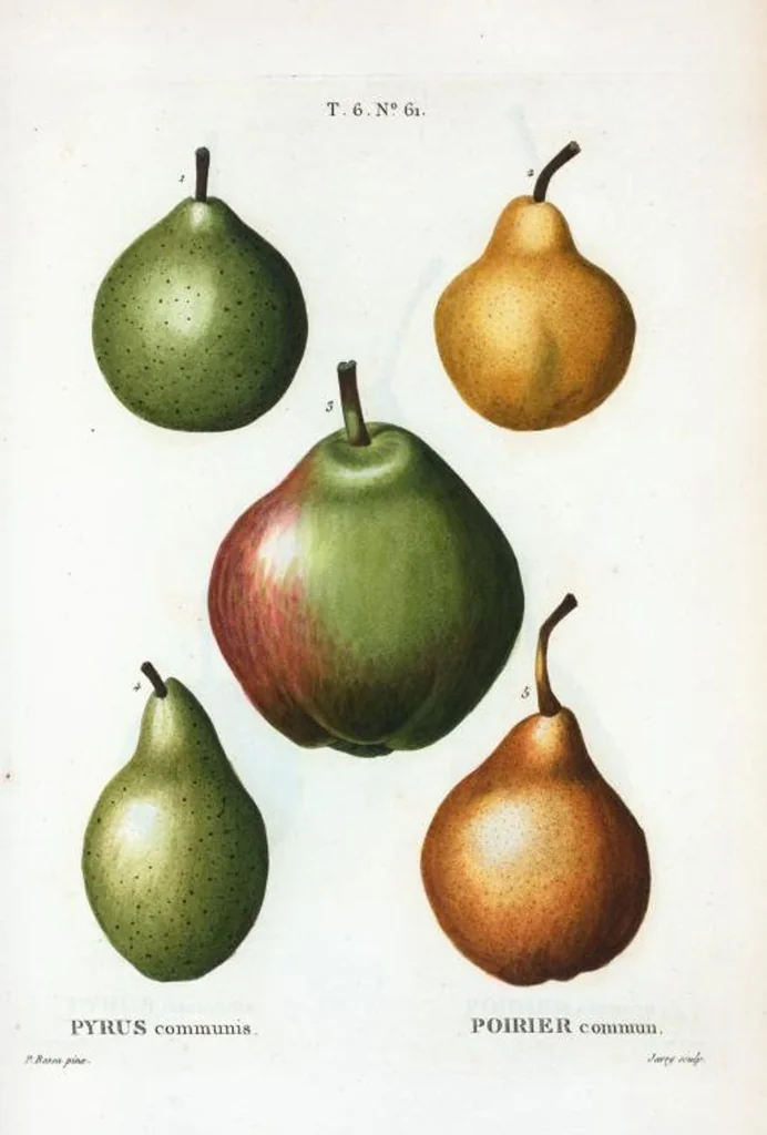 An illustration from Nouveau Duhamel, 1801, leaf 409