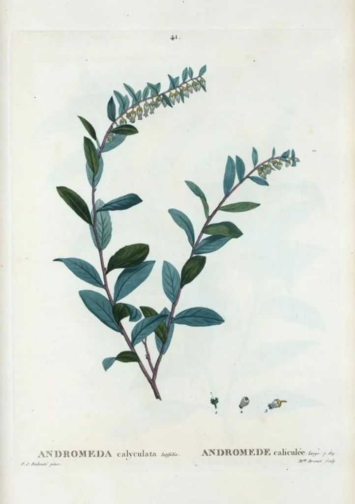 An illustration from Nouveau Duhamel, 1801, leaf 41