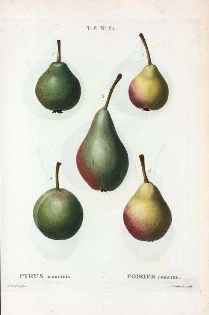 An illustration from Nouveau Duhamel, 1801, leaf 410