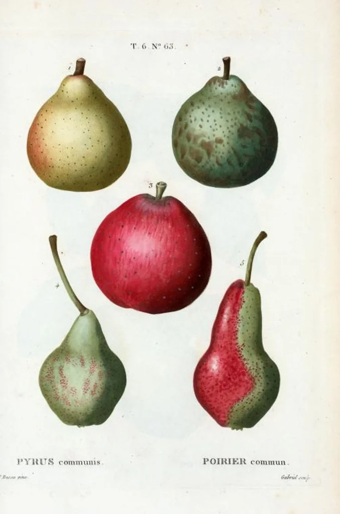 An illustration from Nouveau Duhamel, 1801, leaf 411