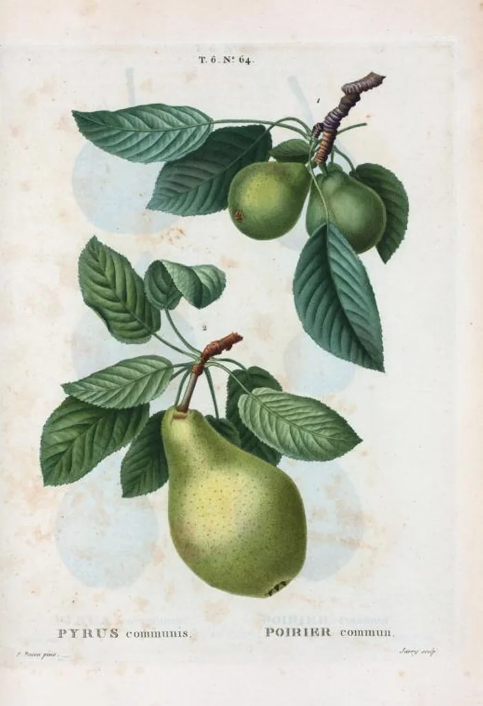 An illustration from Nouveau Duhamel, 1801, leaf 412