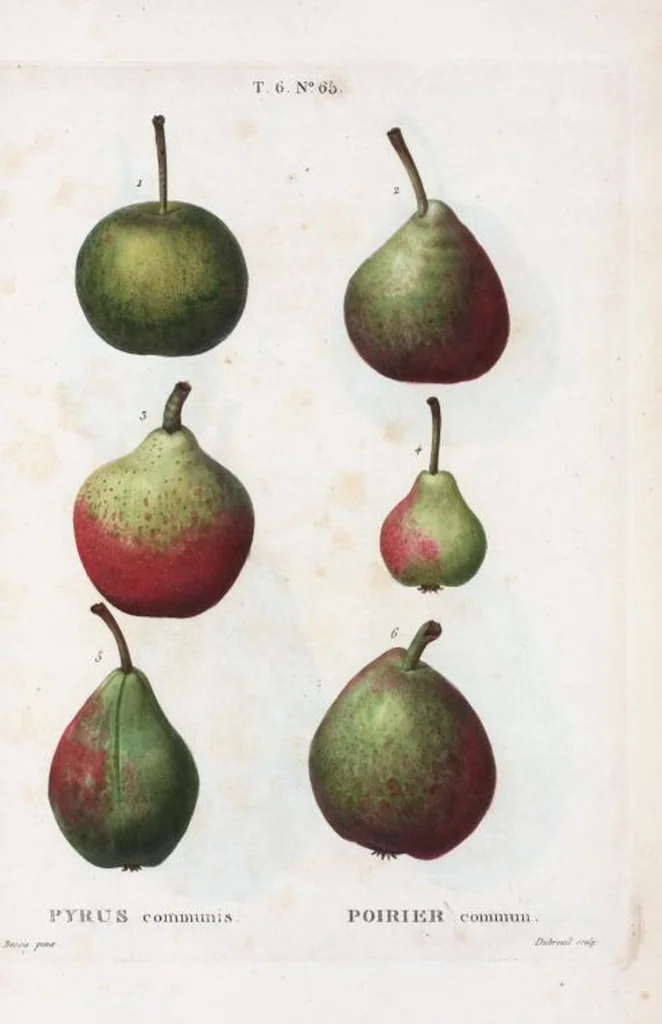 An illustration from Nouveau Duhamel, 1801, leaf 413