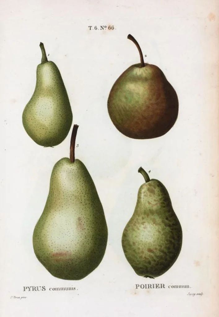 An illustration from Nouveau Duhamel, 1801, leaf 414