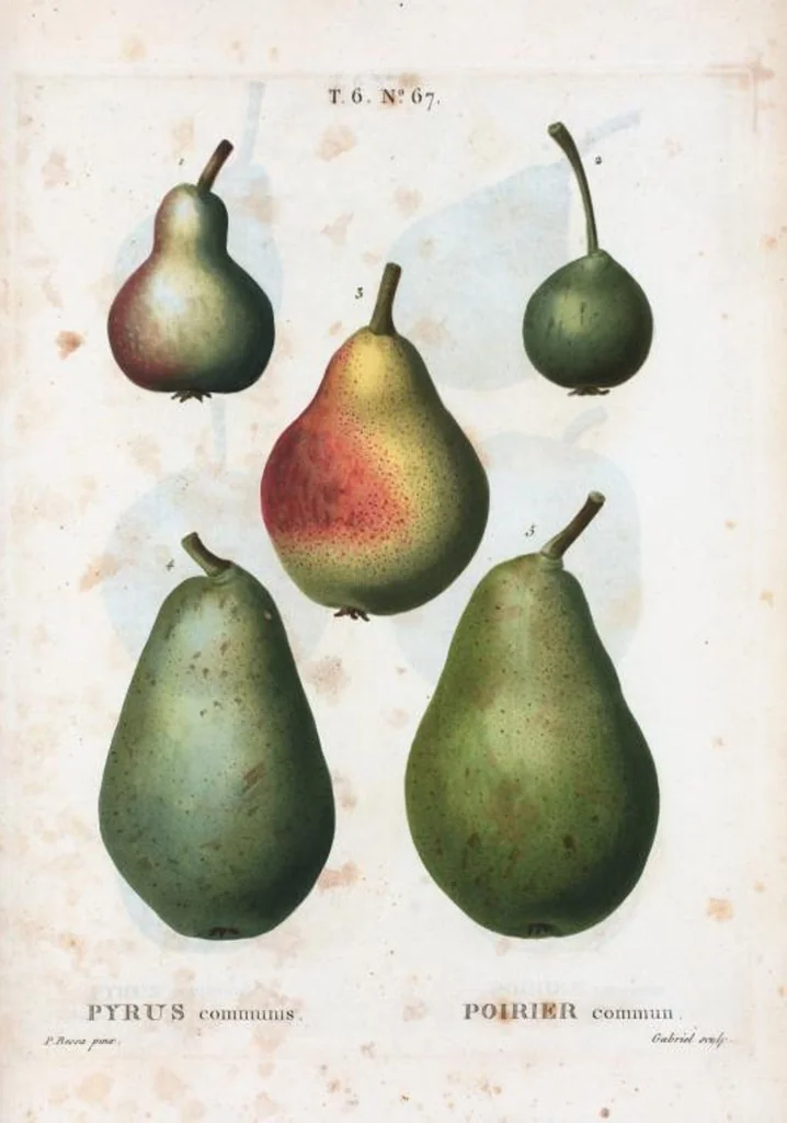 An illustration from Nouveau Duhamel, 1801, leaf 415