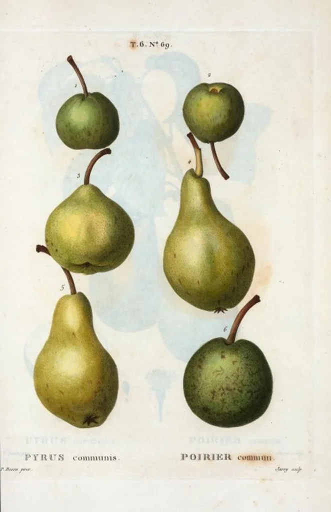An illustration from Nouveau Duhamel, 1801, leaf 417