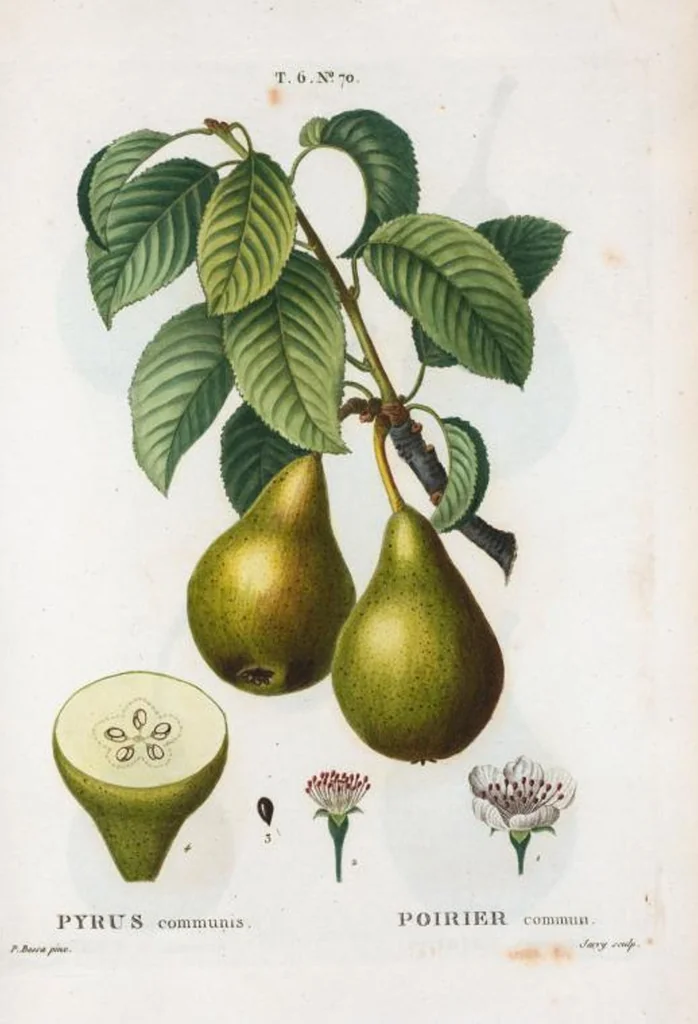 An illustration from Nouveau Duhamel, 1801, leaf 418