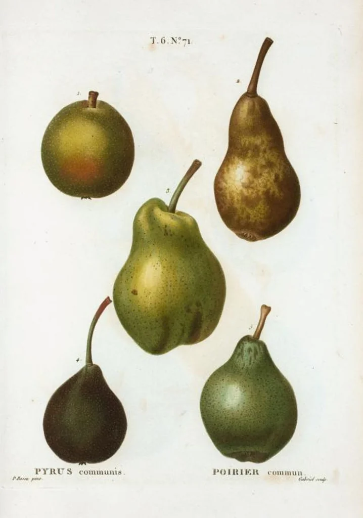 An illustration from Nouveau Duhamel, 1801, leaf 419