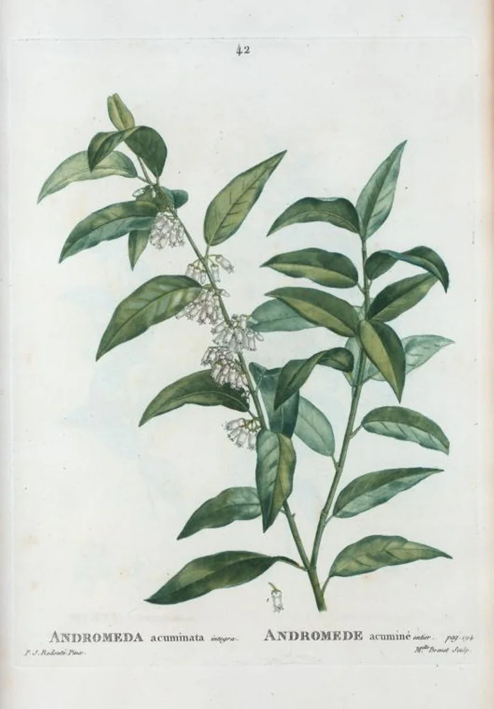An illustration from Nouveau Duhamel, 1801, leaf 42