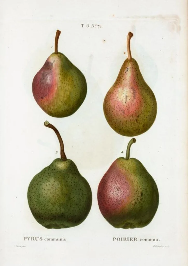 An illustration from Nouveau Duhamel, 1801, leaf 420
