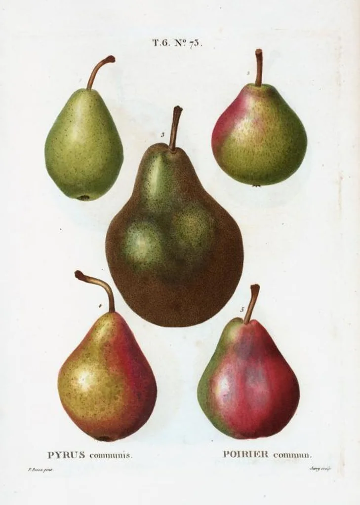 An illustration from Nouveau Duhamel, 1801, leaf 421