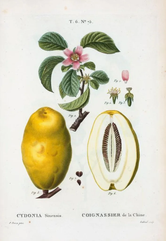 An illustration from Nouveau Duhamel, 1801, leaf 424