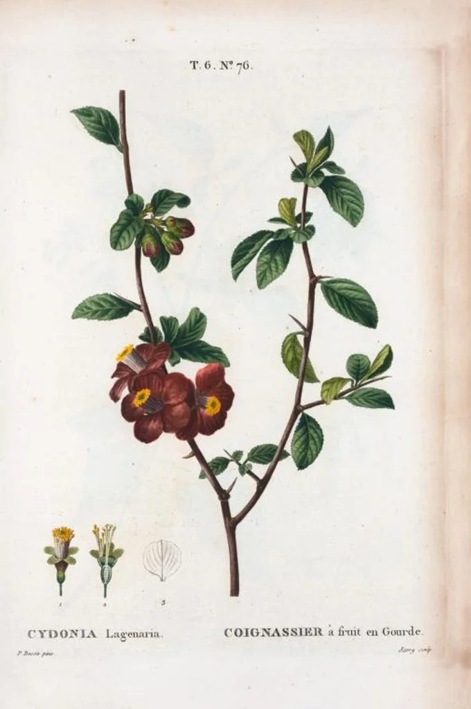 An illustration from Nouveau Duhamel, 1801, leaf 425