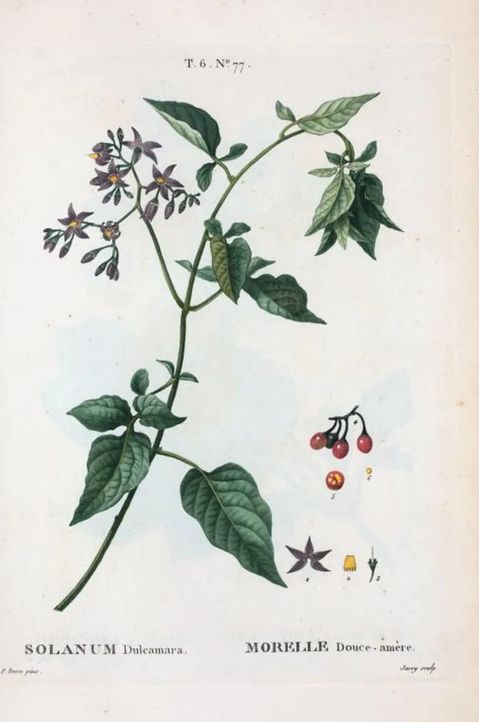 An illustration from Nouveau Duhamel, 1801, leaf 426