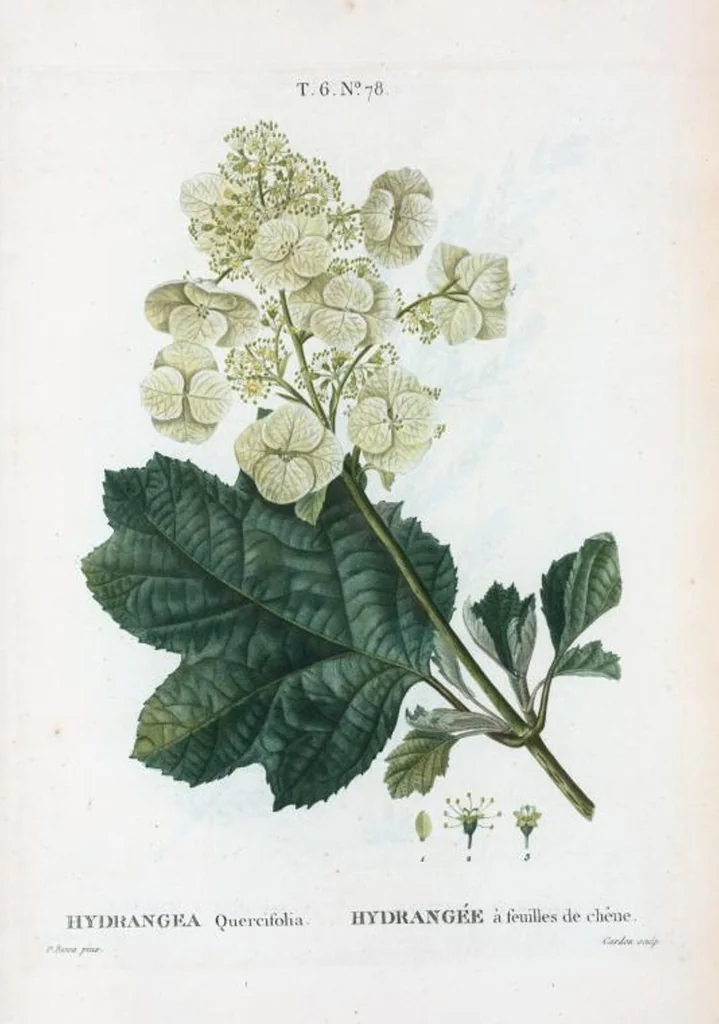 An illustration from Nouveau Duhamel, 1801, leaf 427