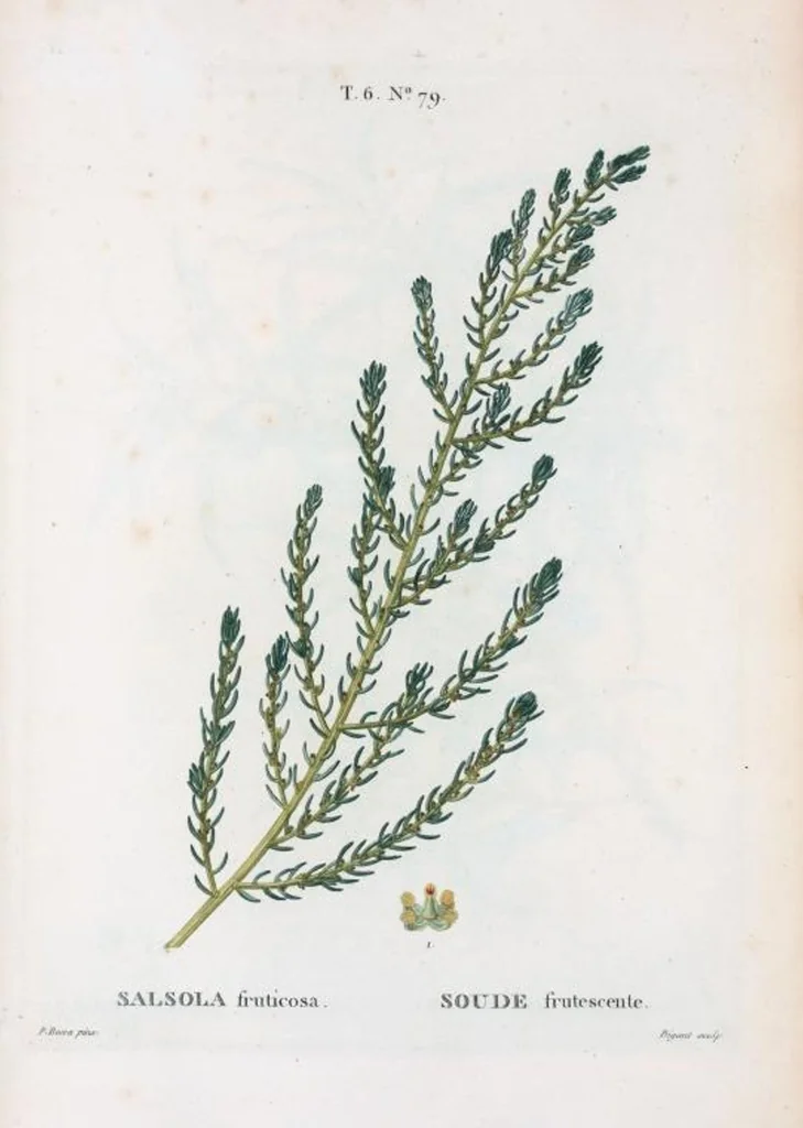 An illustration from Nouveau Duhamel, 1801, leaf 428