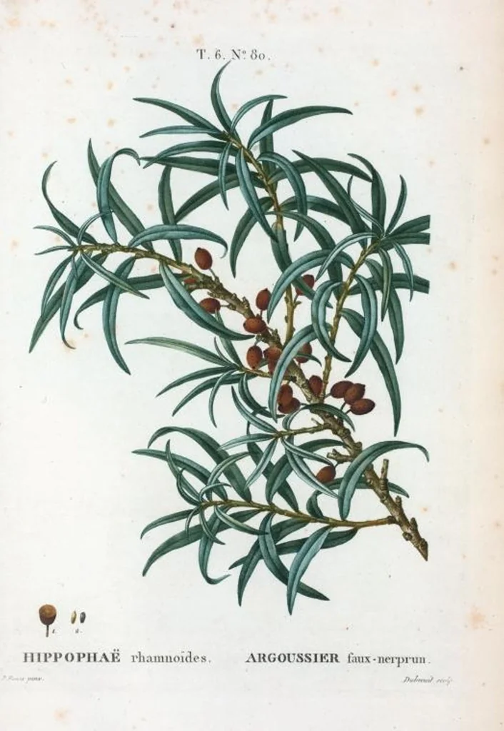 An illustration from Nouveau Duhamel, 1801, leaf 429