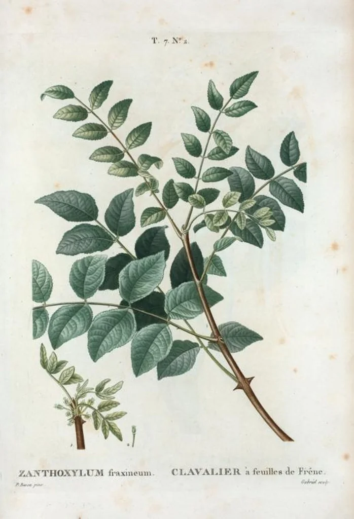 An illustration from Nouveau Duhamel, 1801, leaf 432