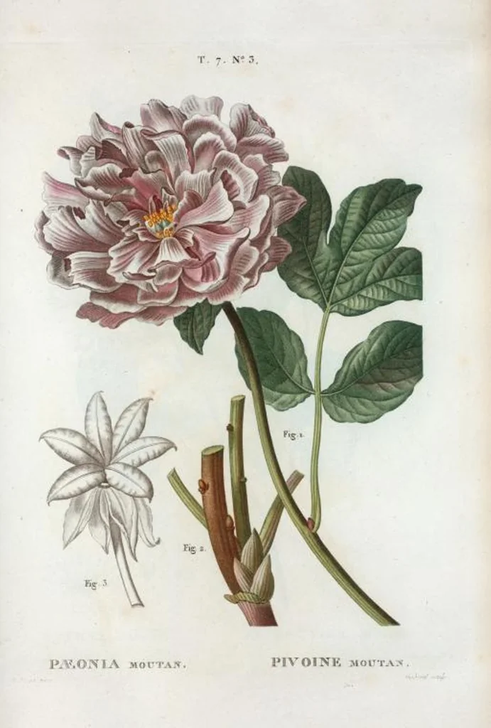 An illustration from Nouveau Duhamel, 1801, leaf 433