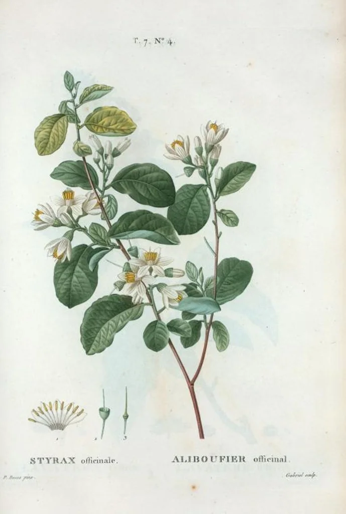 An illustration from Nouveau Duhamel, 1801, leaf 434