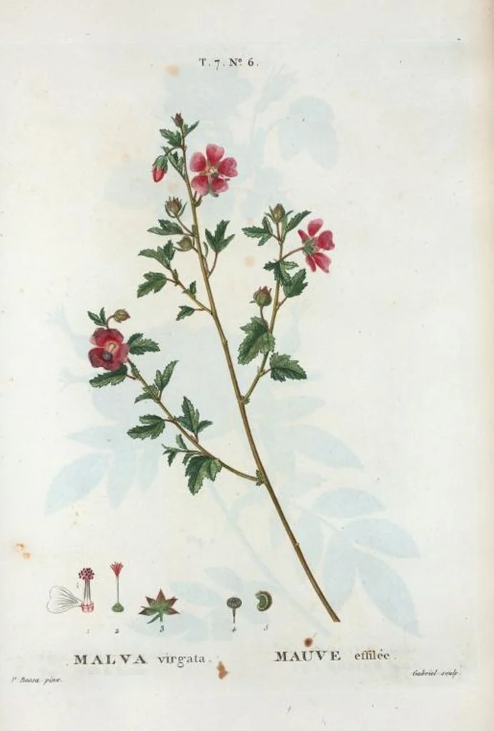 An illustration from Nouveau Duhamel, 1801, leaf 436