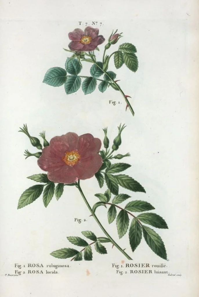 An illustration from Nouveau Duhamel, 1801, leaf 437