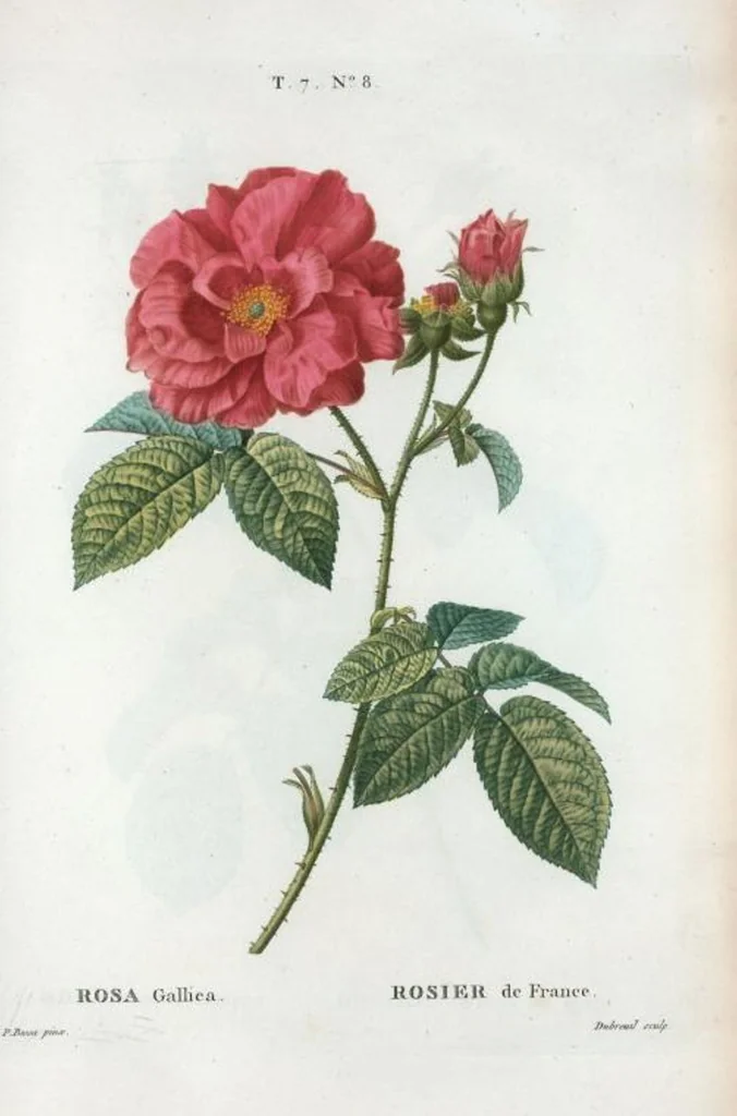 An illustration from Nouveau Duhamel, 1801, leaf 438