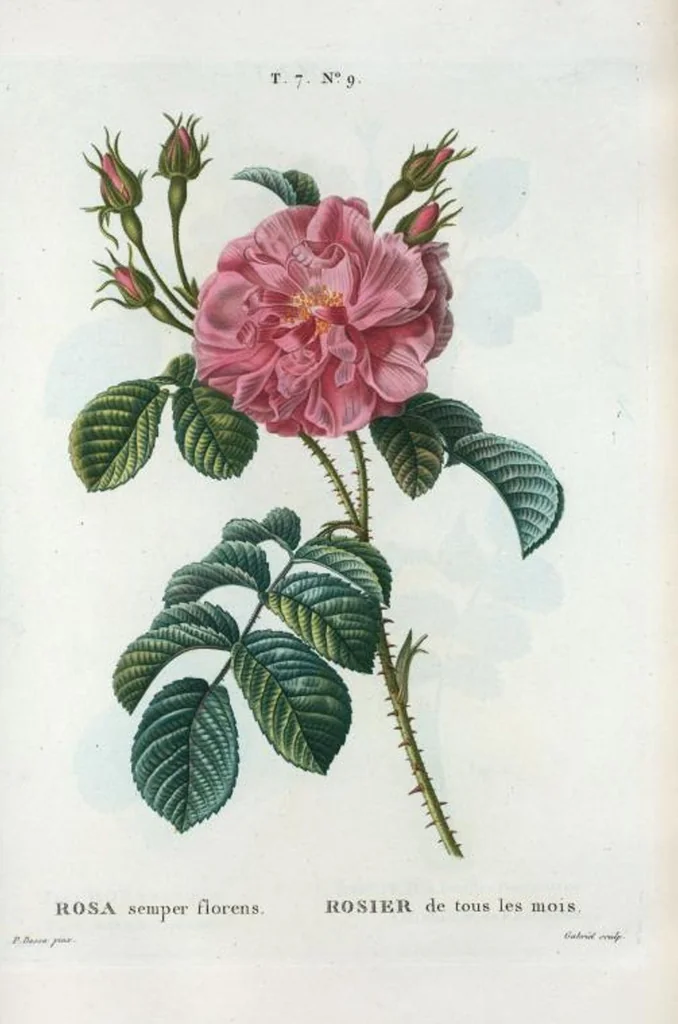 An illustration from Nouveau Duhamel, 1801, leaf 439