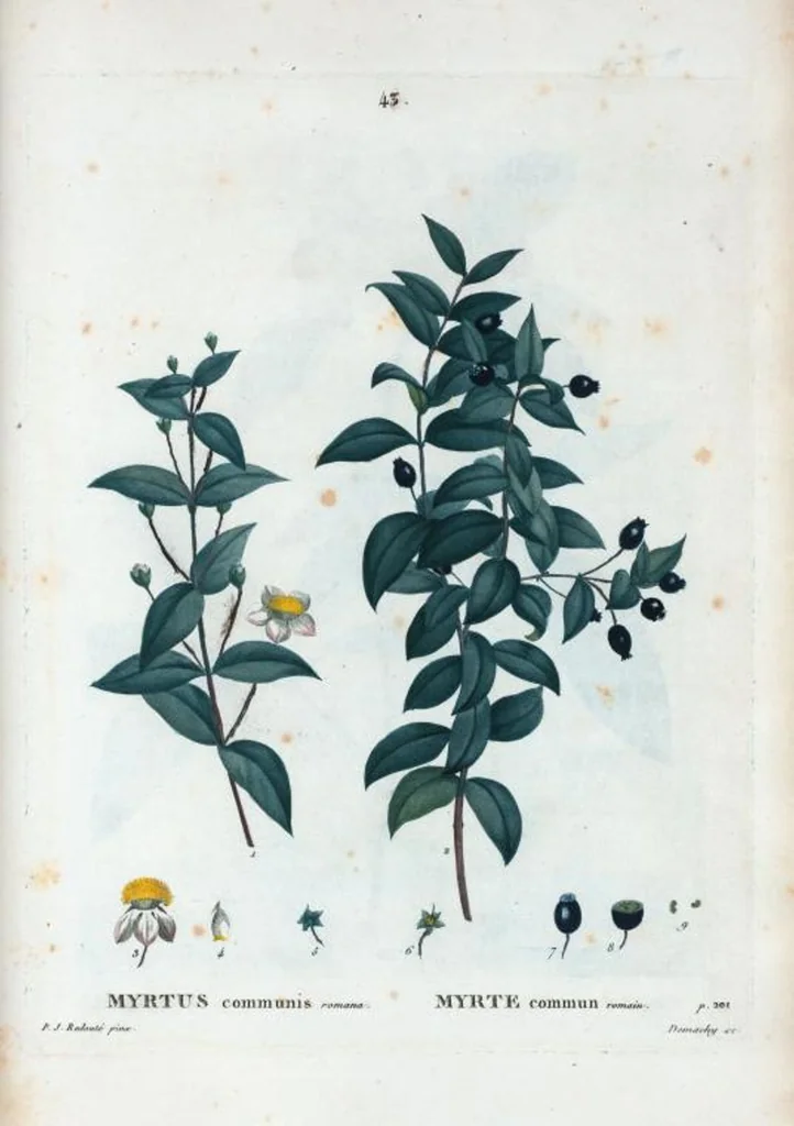 An illustration from Nouveau Duhamel, 1801, leaf 44