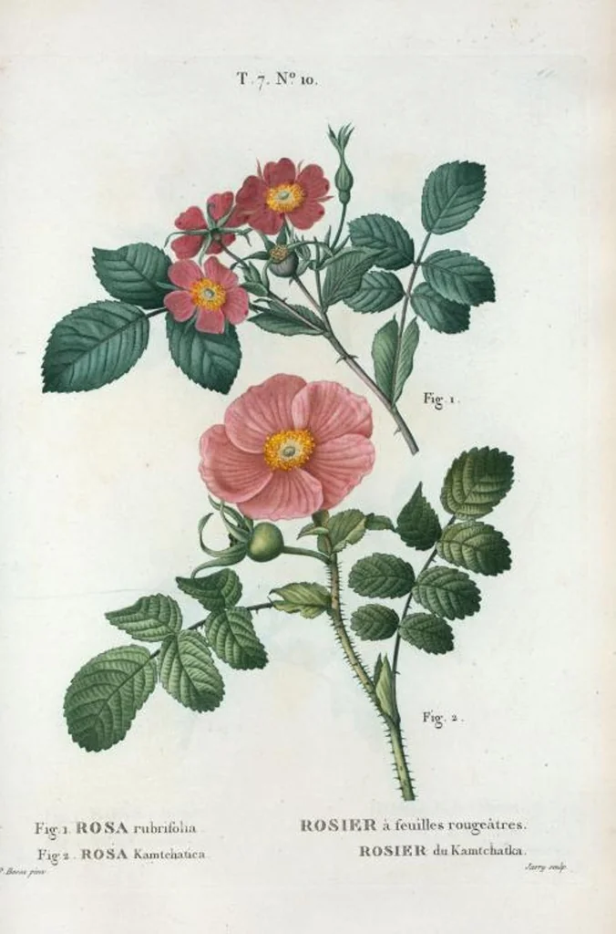 An illustration from Nouveau Duhamel, 1801, leaf 440