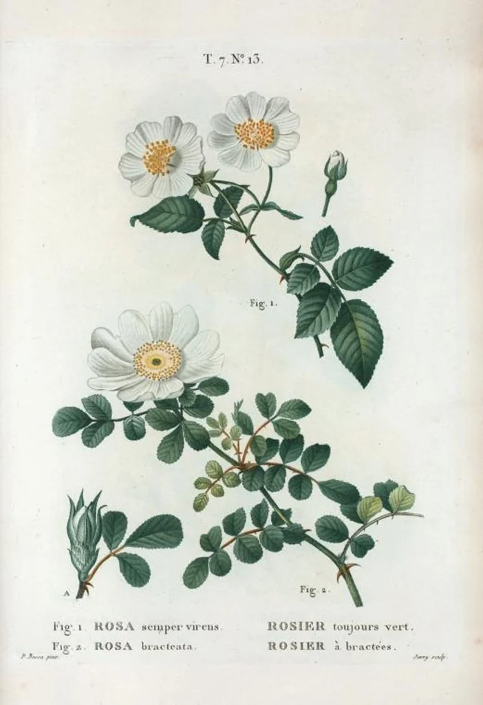 An illustration from Nouveau Duhamel, 1801, leaf 443