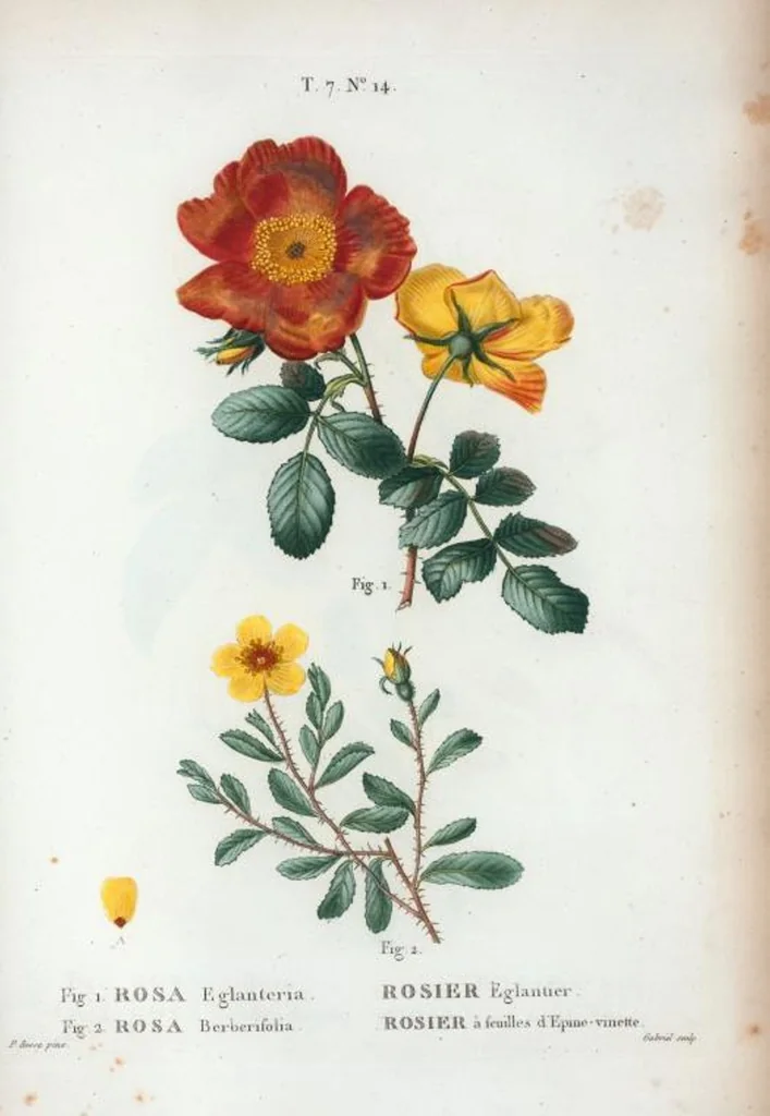 An illustration from Nouveau Duhamel, 1801, leaf 444