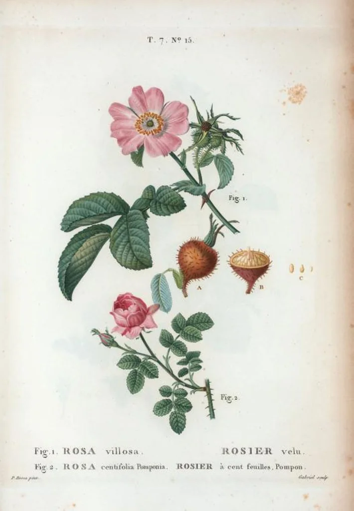 An illustration from Nouveau Duhamel, 1801, leaf 445