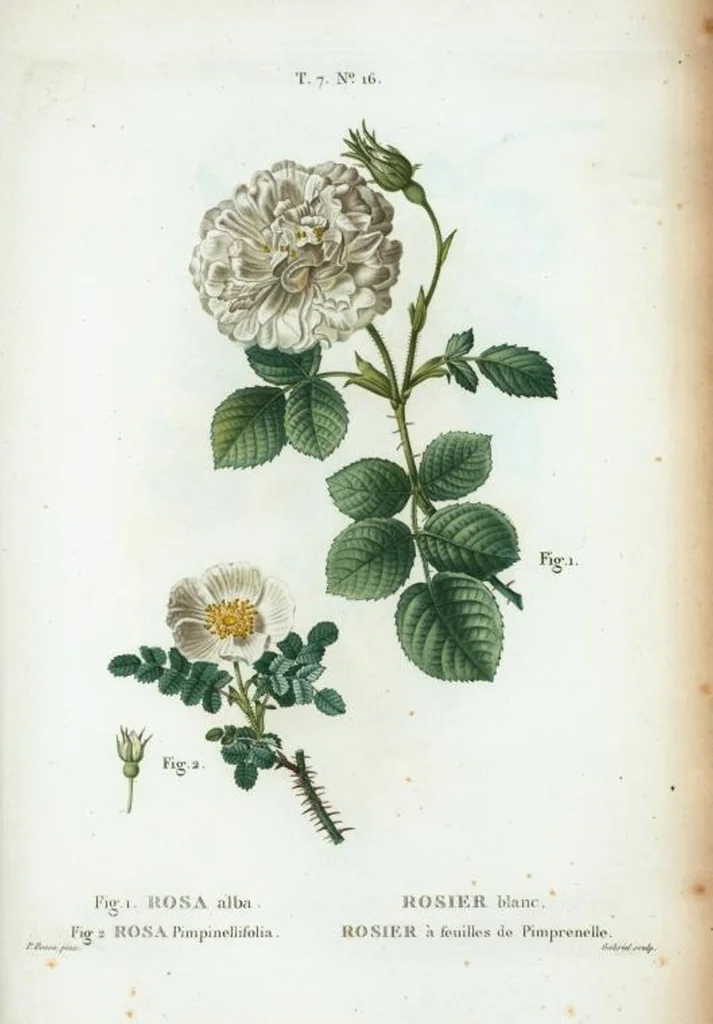 An illustration from Nouveau Duhamel, 1801, leaf 446