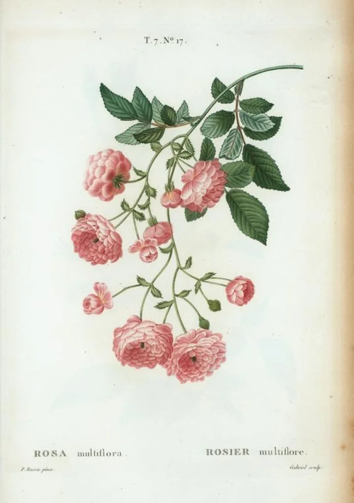 An illustration from Nouveau Duhamel, 1801, leaf 447
