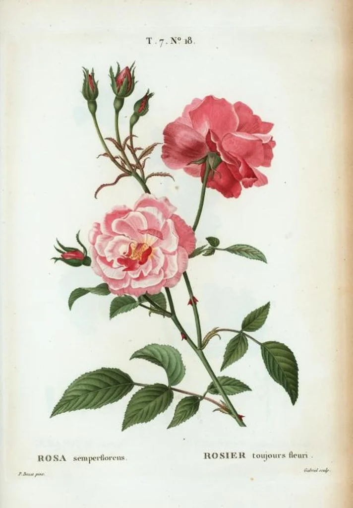 An illustration from Nouveau Duhamel, 1801, leaf 448
