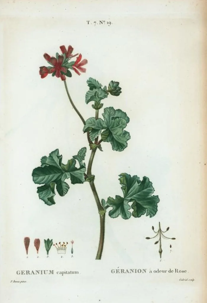 An illustration from Nouveau Duhamel, 1801, leaf 449