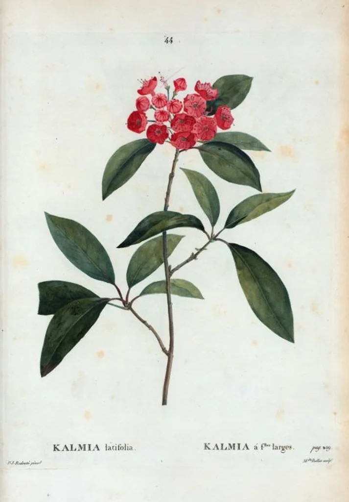 An illustration from Nouveau Duhamel, 1801, leaf 45