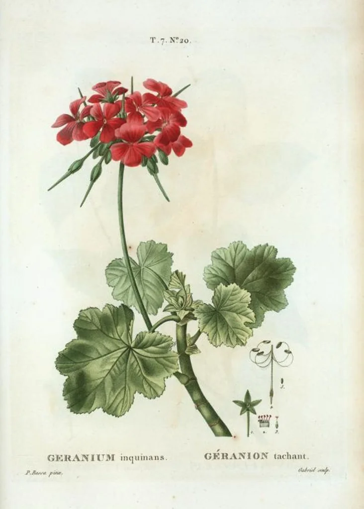 An illustration from Nouveau Duhamel, 1801, leaf 450