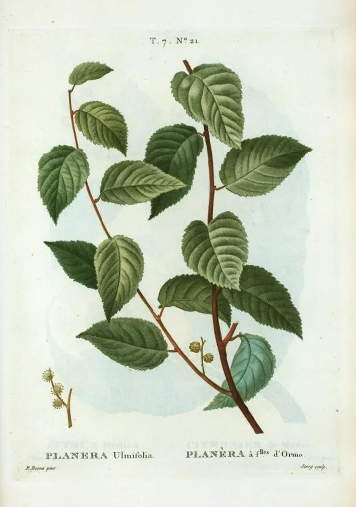 An illustration from Nouveau Duhamel, 1801, leaf 451