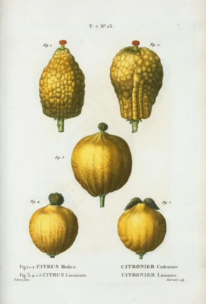 An illustration from Nouveau Duhamel, 1801, leaf 453
