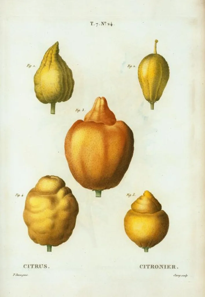 An illustration from Nouveau Duhamel, 1801, leaf 454