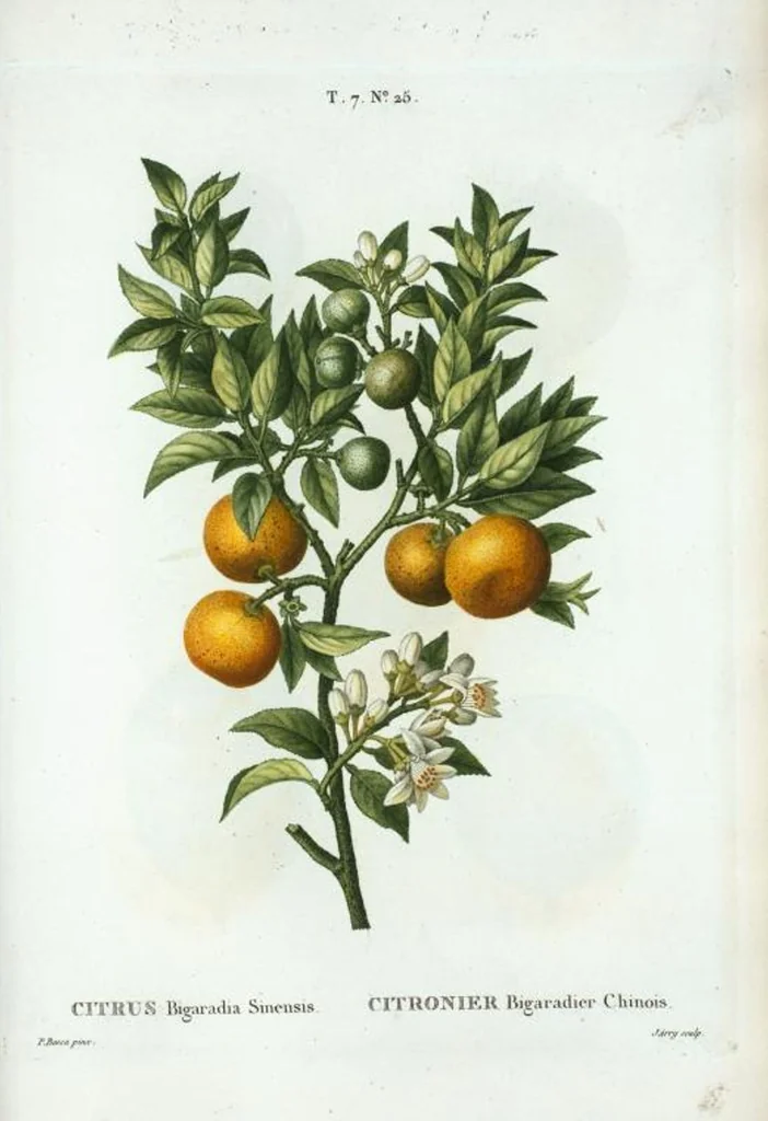 An illustration from Nouveau Duhamel, 1801, leaf 455