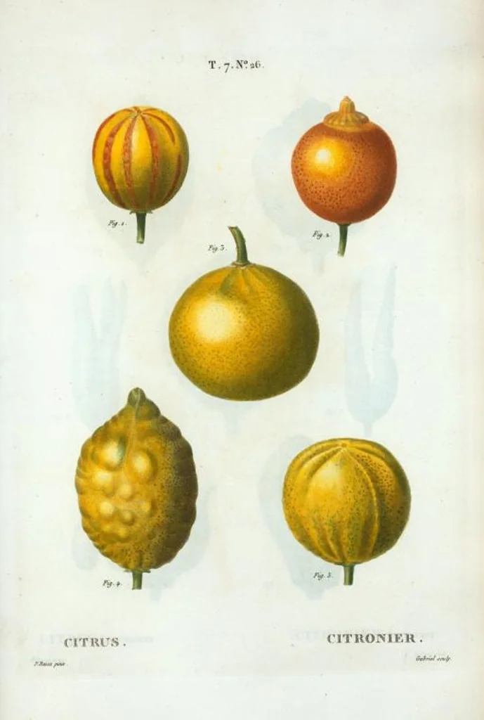 An illustration from Nouveau Duhamel, 1801, leaf 456