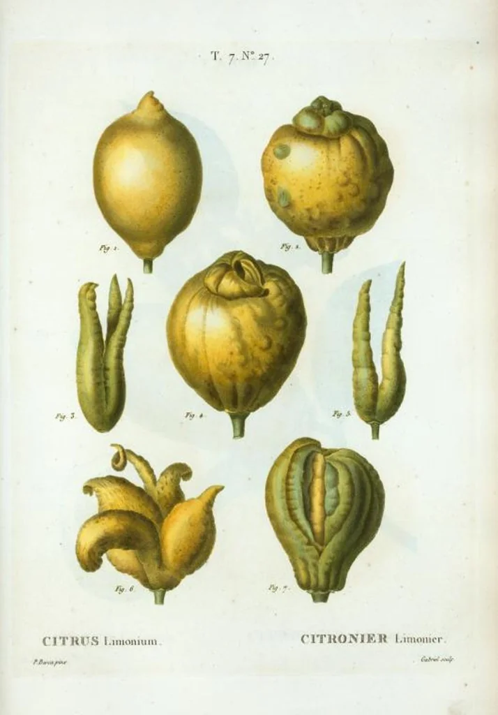 An illustration from Nouveau Duhamel, 1801, leaf 457