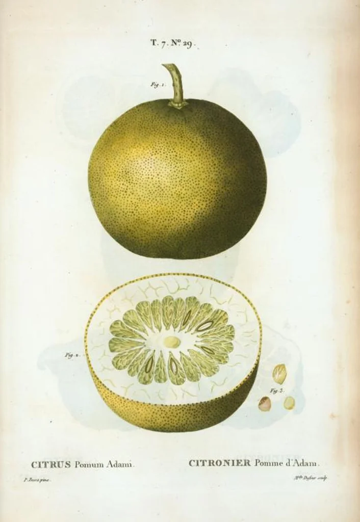 An illustration from Nouveau Duhamel, 1801, leaf 459